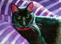 pets portraits