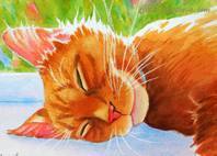 pet cards