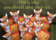 this is why you should spay your cat