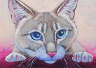tabby